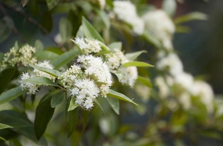 Aussie supplier racing to meet rising orders for lemon myrtle amid COVID 19 pandemic2